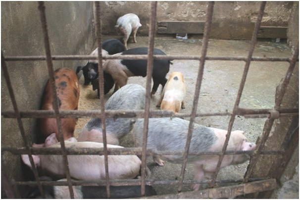 Tanahun hydropower project provides pig farming training and piglets to affected families