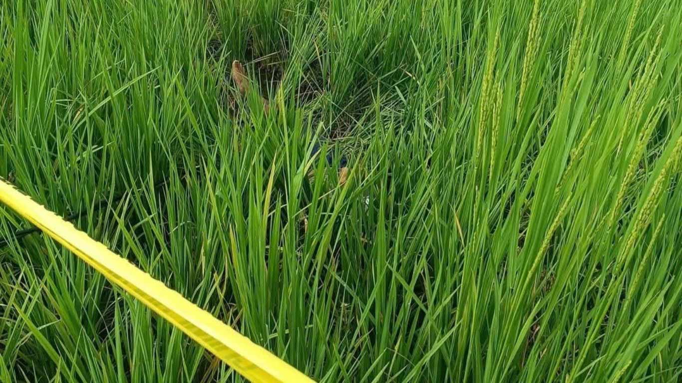 गुल्मीमा करेन्ट लागेर २४ वर्षीय युवकको मृत्यु