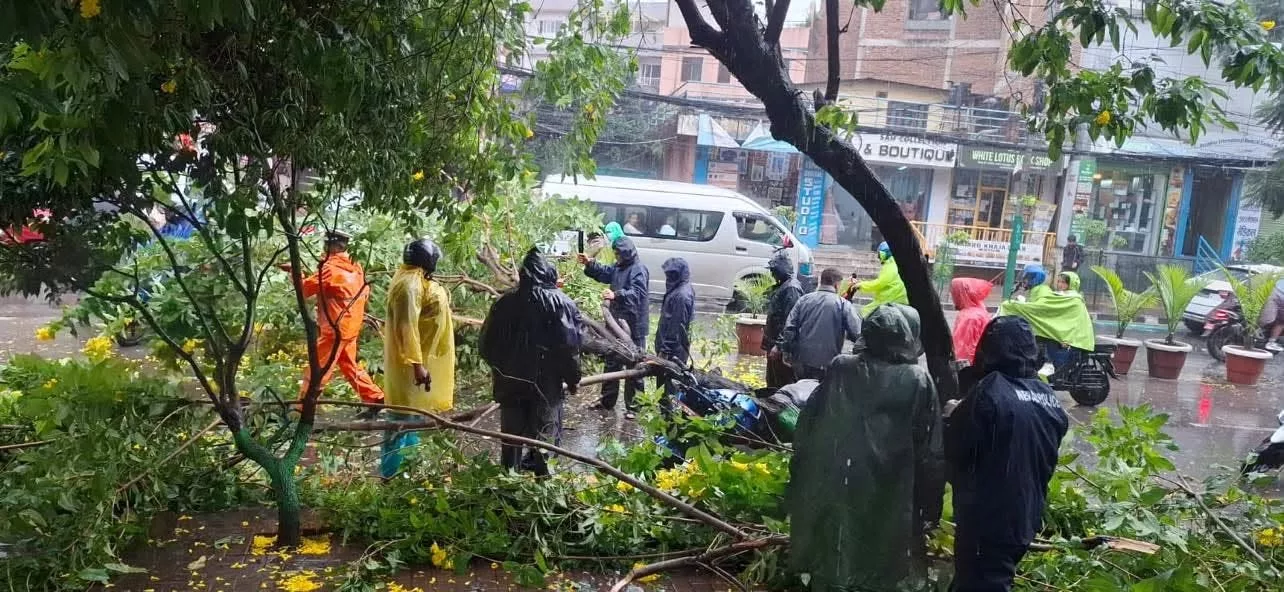कुपण्डोलमा हावाहुरीले रुख ढल्दा ललितपुर–काठमाडौं सडक अवरुद्ध