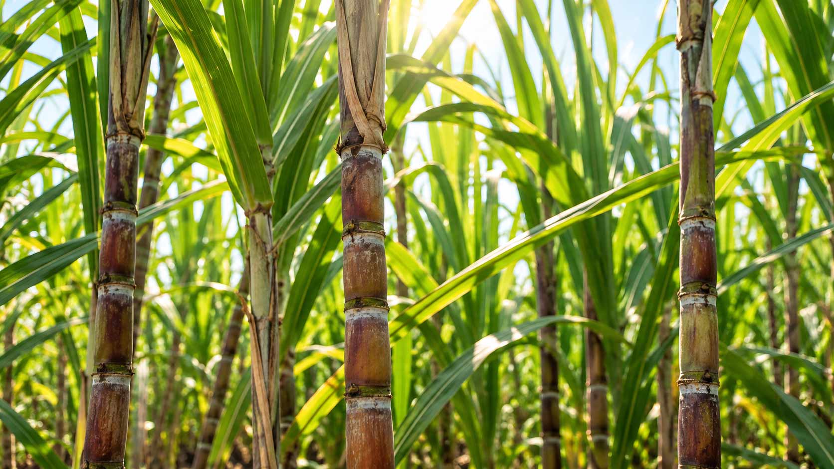 Government to provide Rs 1.5 billion in grants to sugarcane farmers