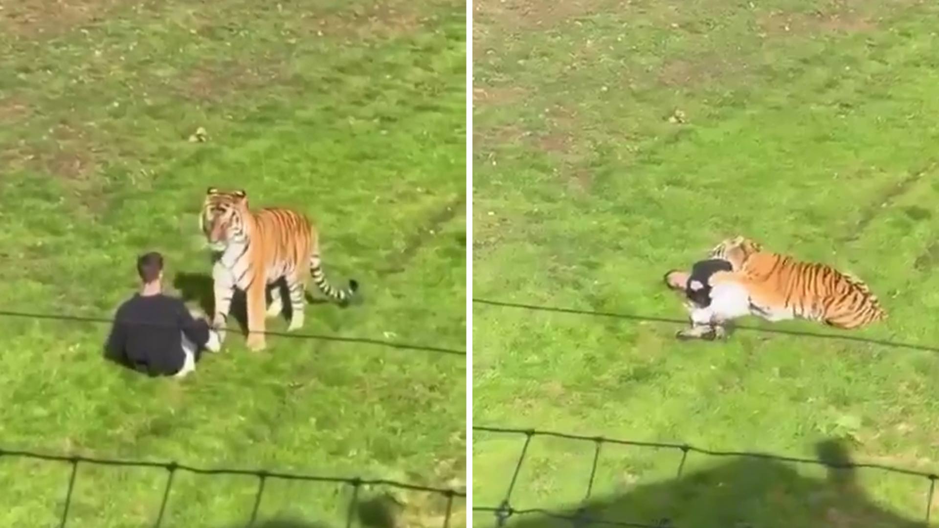 Man dies after entering tiger enclosure at UK wildlife park