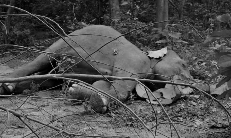 Wild elephant known as ‘Sano Daare’ found dead in Udayapur paddy field