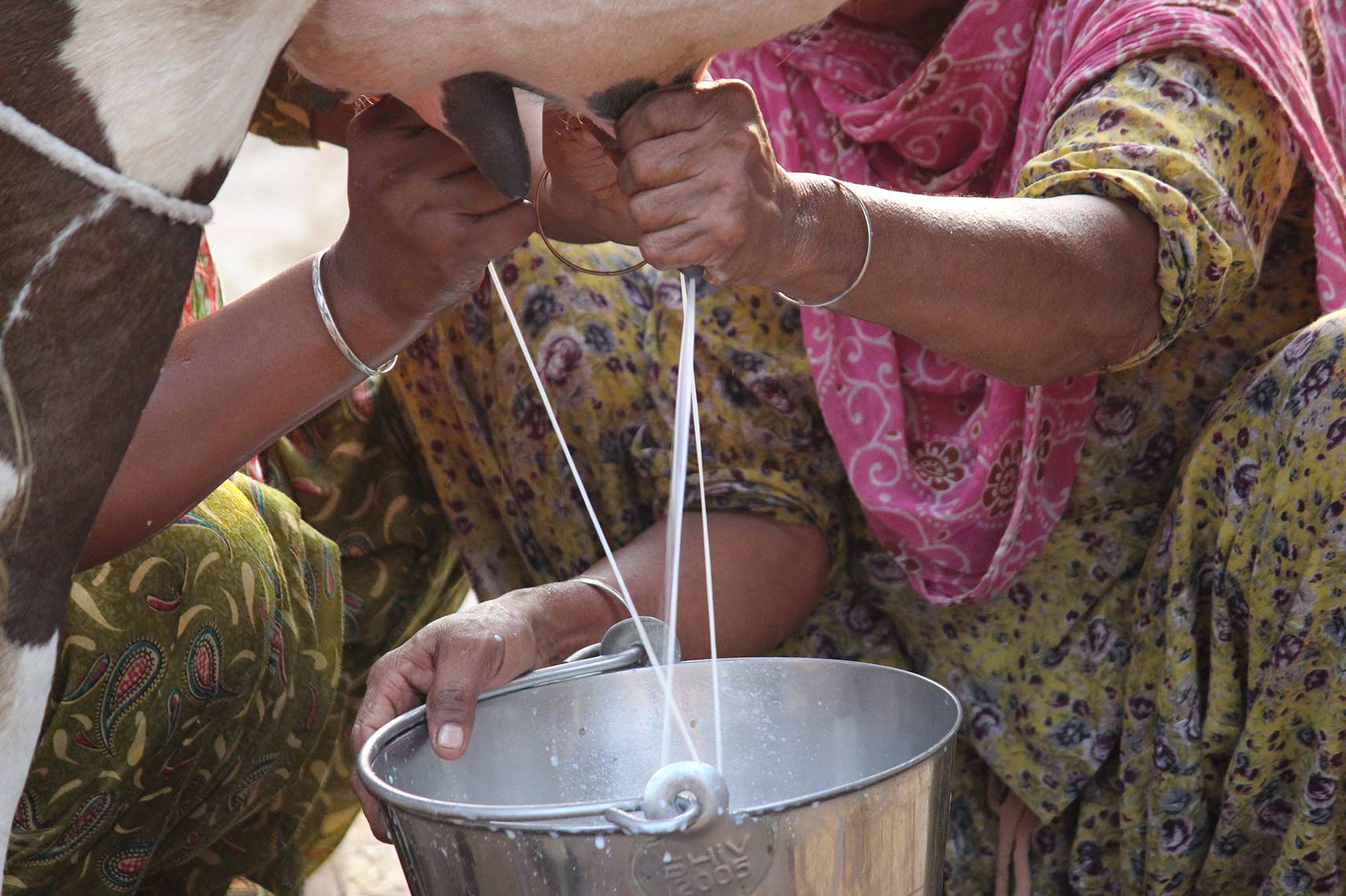 उत्पादन लागत बढ्दा र दूधको उचित मूल्य नपाउँदा दाङका दुग्ध किसान मारमा