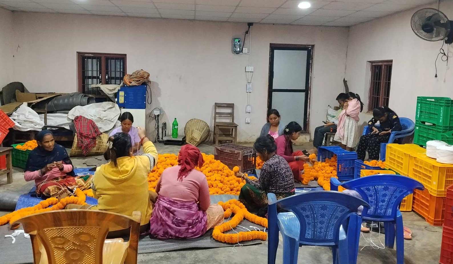 तनहुँका महिलाले यस वर्ष तिहारमा १० लाख रुपैयाँको सयपत्री बेच्ने लक्ष्य