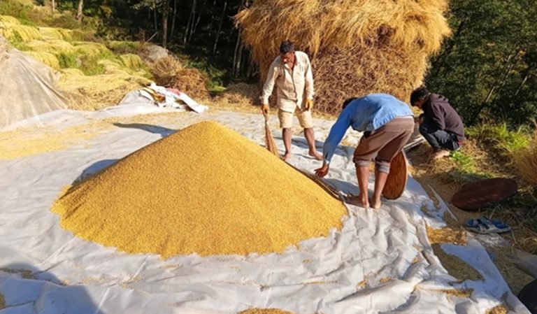 युवा पलायनले भोजपुरका किसानलाई धान भित्र्याउन जनशक्ति अभाव