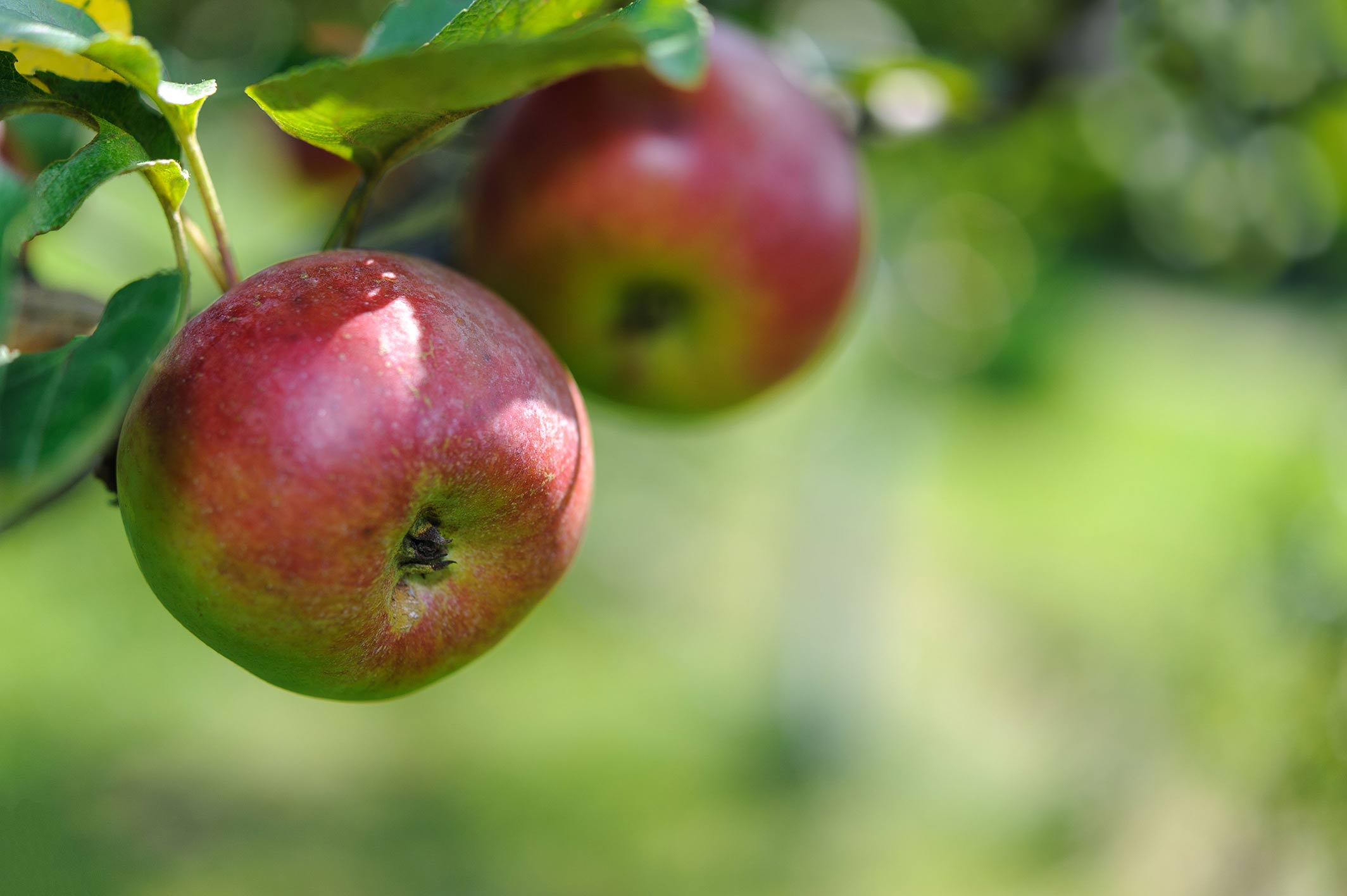 Mustang estimates apple production at Rs 1.15 billion, up 5.29 percent