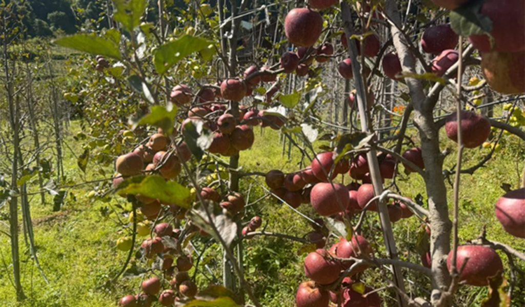 Flood damage leaves Manaslu apples stranded in northern Gorkha